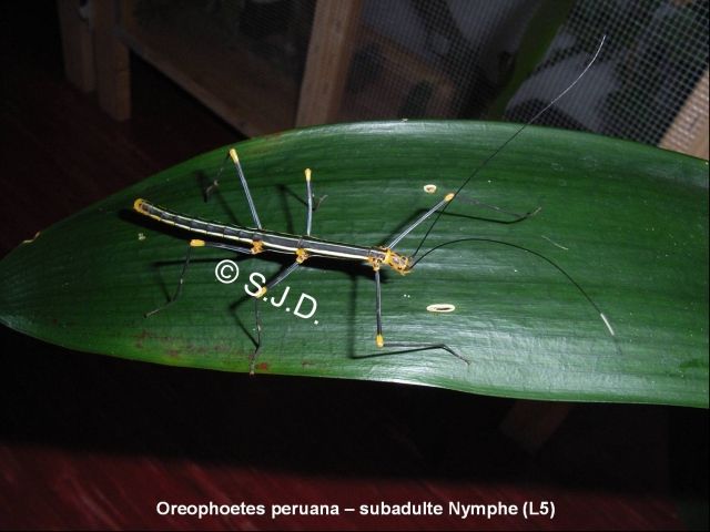 EIER von 25 Phasmiden-Arten  Stabschrecke Dornschrecke Gespenstschrecke  - Insekten - Löhnberg