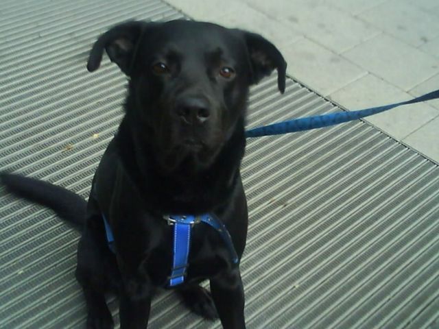 6Monate jungen Rüde - Hunde - Naundorf