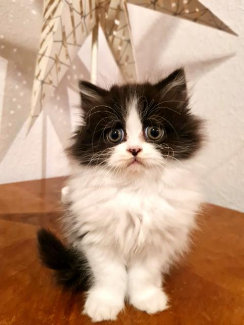 Wunderschönes Perser - Mix Mädchen - Katzen - Gardelegen