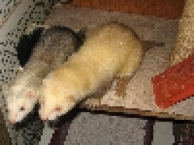 WEgen Zeitmangels abzugeben - Frettchen - Aurich