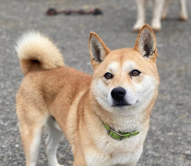 Ryuu - lieb, aktiv - Hunde - Nova Bana