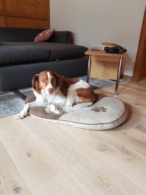 Sam, 7 Jahre, sucht dringend ein liebevolles Zuhause - Hunde - Bürstadt