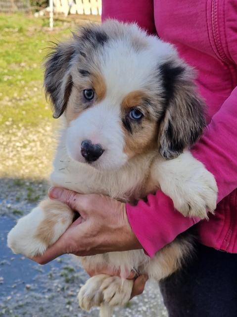 Australien Shapert Welpen zu verkaufen  - Hunde - goch