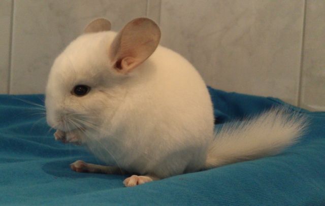 Chinchilla Afro Violett Weiss Schecke Bock zur Abgabe - Nagetiere Allgemein - Schwendt