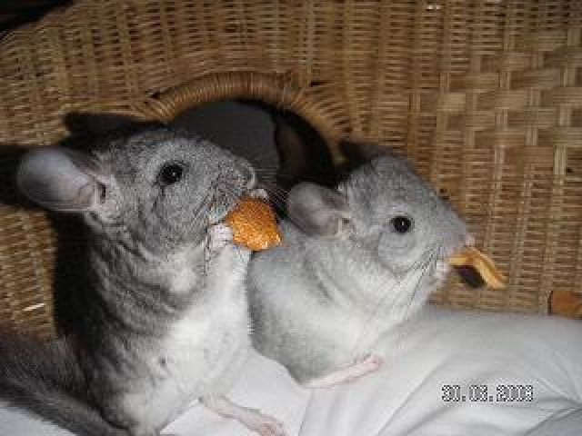  Chinchilla Babies - Sonst Nagetiere - Bruchsal