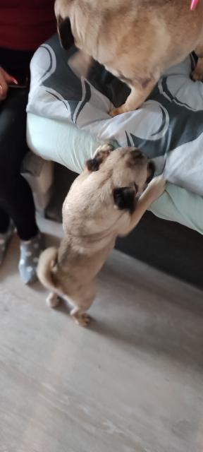 Mops Hündin 10 Monate alt - Hunde - Werne