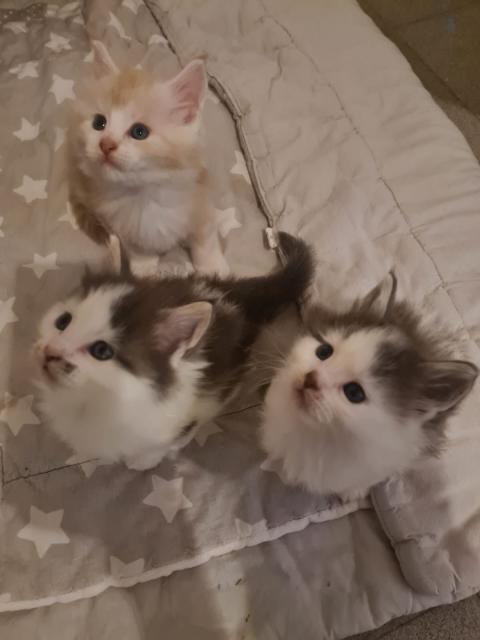 Reinrassige Maine Coon Kitten  - Katzen - Landau 
