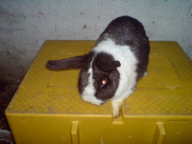 Häsinn Hollandfarben ca 1 Jahr alt - Hasen Kaninchen - Weilerswist