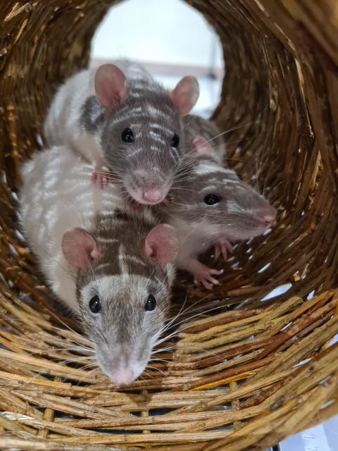 3 Farbrattenweibchen  - Ratten - Eimke