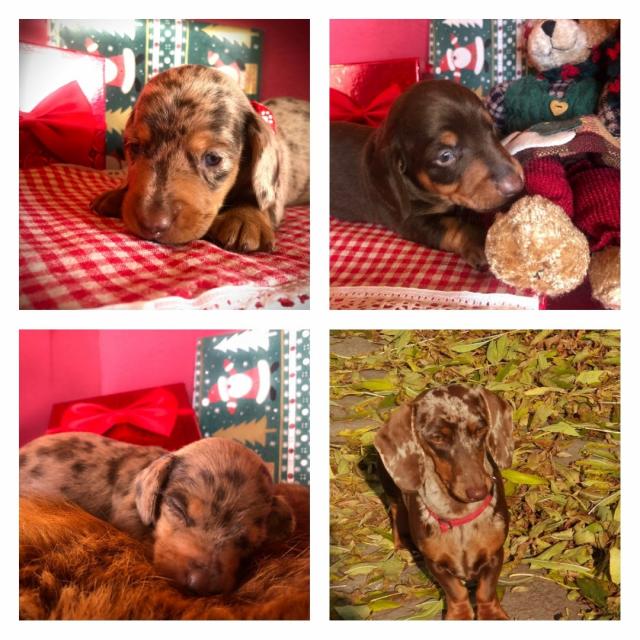 3 Dackelwelpen Rüden 2 Schokotiger und 1 Schoko suchen ihr neues Zuhause mit Her - Hunde - Schönberg