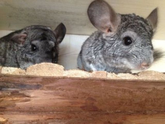 2 Chinchillas - Sonst Nagetiere - Schwarzenbek 