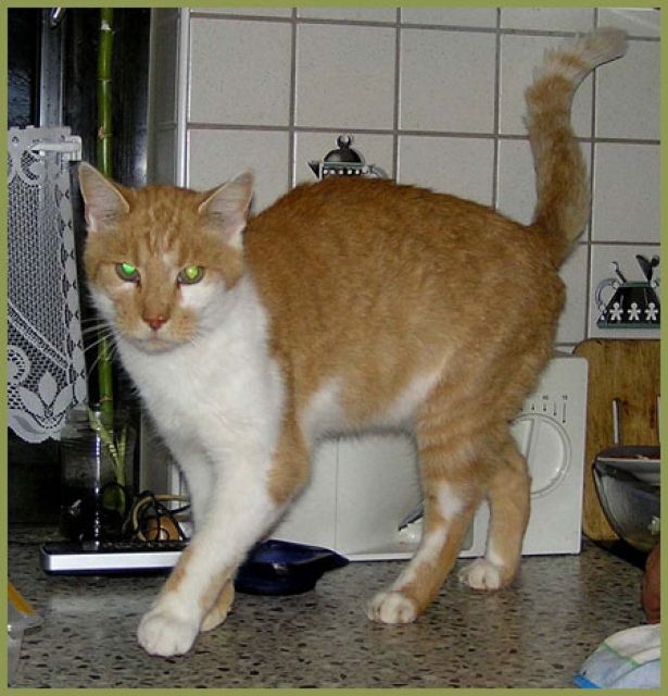 Sammy, Hauskatze, ca. 9 Jahre, m - Katzen - Nürnberg