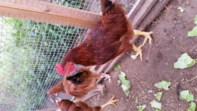 3 braune Hähne - Nutztiere - Knüllwald