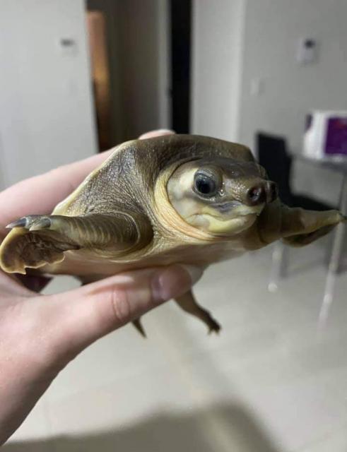 Flussschildkröte fliegen/ Schweinenasenschildkröte zu verkaufen - Reptilien -  Gottingen 
