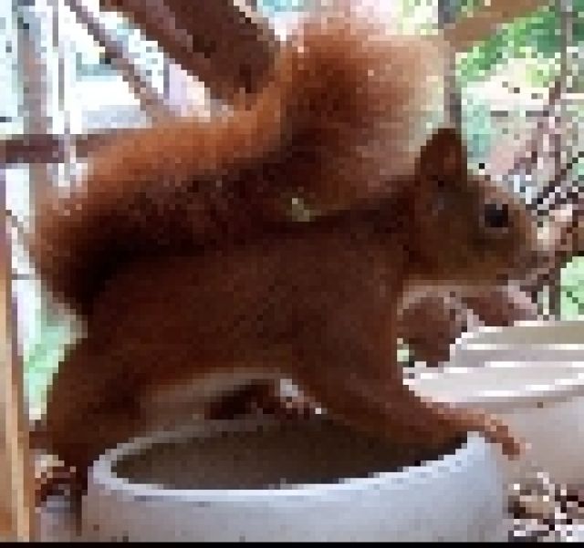 EICHHÖRNCHEN Männchen FUCHS Handzahm - Sonst Nagetiere - Martfeld