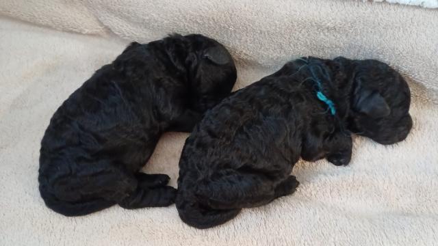 Zwergpudel Welpen mit Ahnentafel FCI in schwarz zum Reservieren/ein reserviert - Hunde - Radomysl