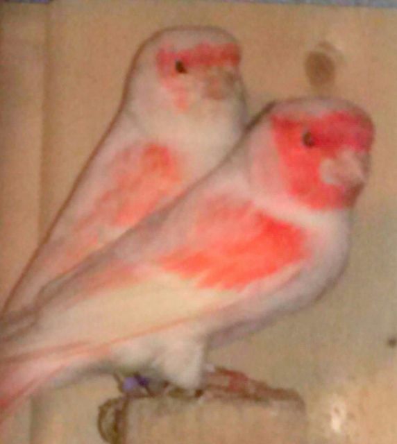 Ein Paar Mosaik Kanarien aus 2013 - Voegel - Hövelhof