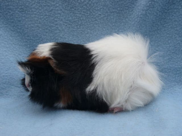 Meerschweinchen - Meerschweinchen - Nürnberg