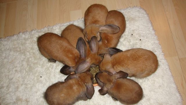 Sieben Zwergwidder Kaninchen abzugeben  - Hasen Kaninchen - Groß- Gerau Berkach