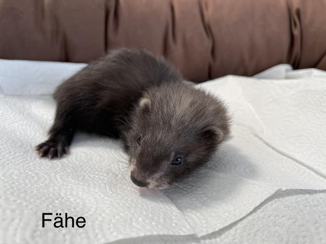 Frettchen Welpen 2022 - Frettchen - Zeithain