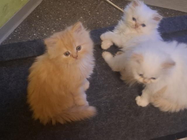 Perser Kitten mit Nase - geimpft, gechipt, 4-fach entwurmt - inkl. großem Starte - Katzen - Erwitte