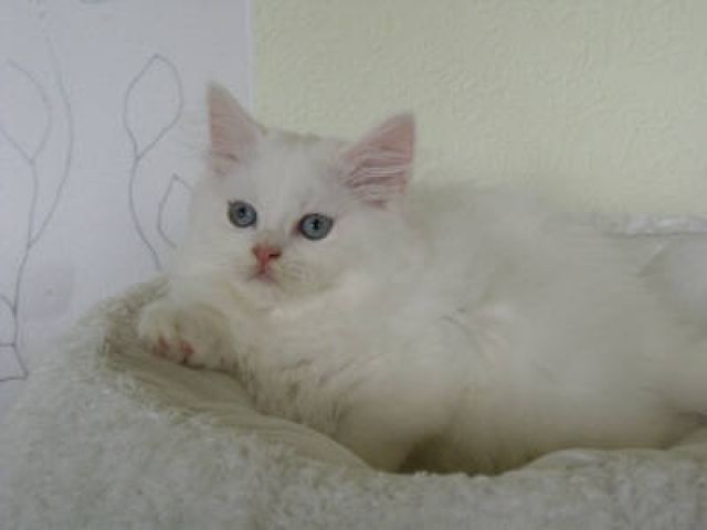   .   Amicelli sucht Dich   .  - Katzen - Rötha