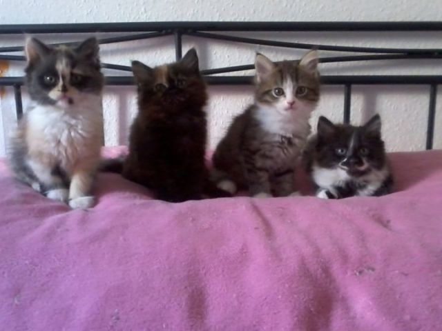 Maine coon mix kitten - Katzen - wartenburg str 14