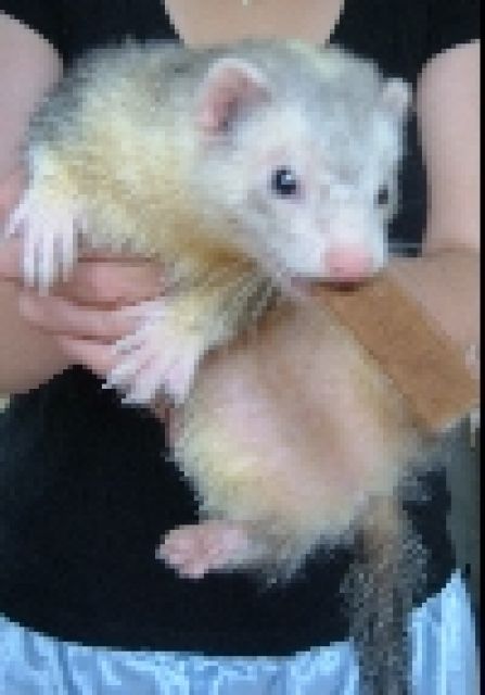 Zwei Frettchen suchen neues Heim - Frettchen - Leverkusen