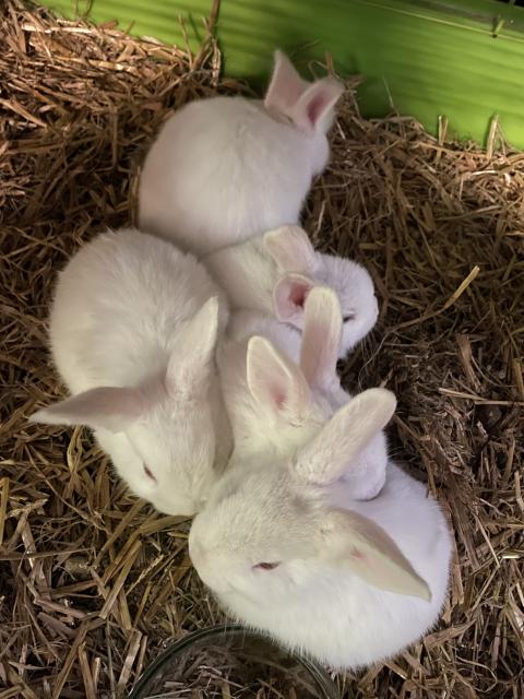 5 Babyhasen  - Hasen Kaninchen - Sulzbach Taunus 
