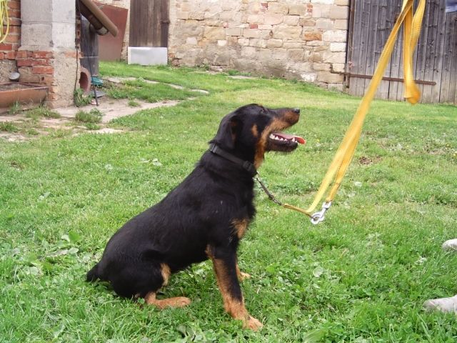 Suche neues zu Hause - Rassehunde Terrier - 