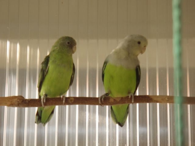Grauköpfchen Weibchen - Voegel - Ankum