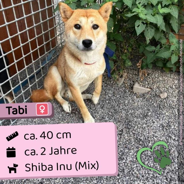 Tabi - lieb und verträglich - Hunde - Hünfelden