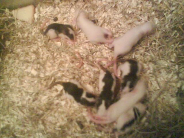 Acht Ratten babys zu verschenken - Ratten - Berlin/ Hohenschönhausen