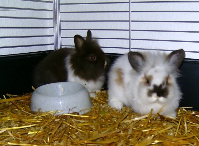 2 Zwerkaninchen mit Käfig Zubehör abzugeben - Hasen Kaninchen - Bonn