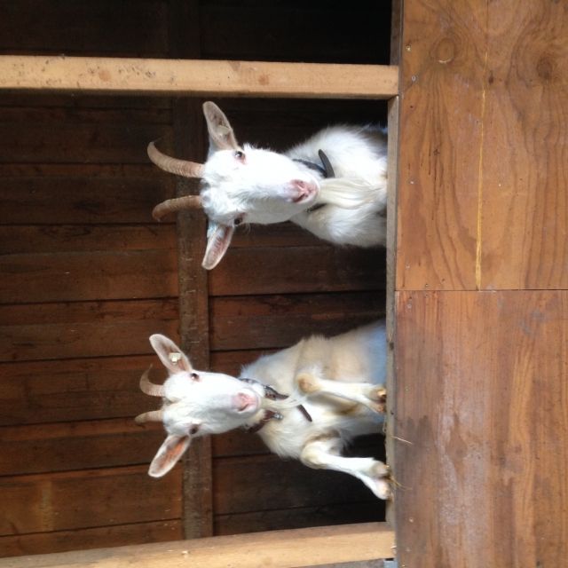 Saaner Ziegen zu verkaufen  - Nutztiere - Treuchtlingen 