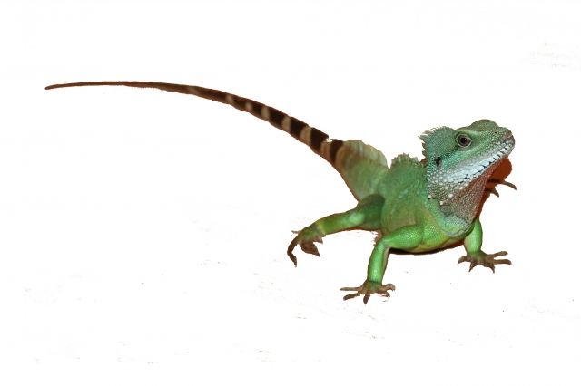 Wasseragame - Terrarien - Nordhausen