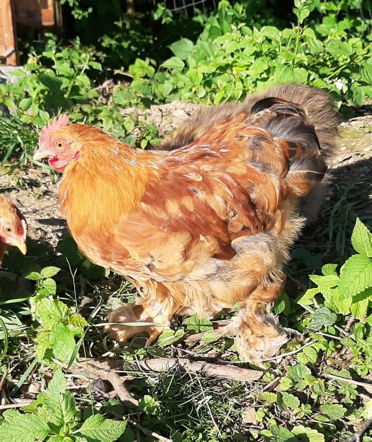 Zwerg cochin hähne zu verschenken - Nutztiere - Strass im attergau