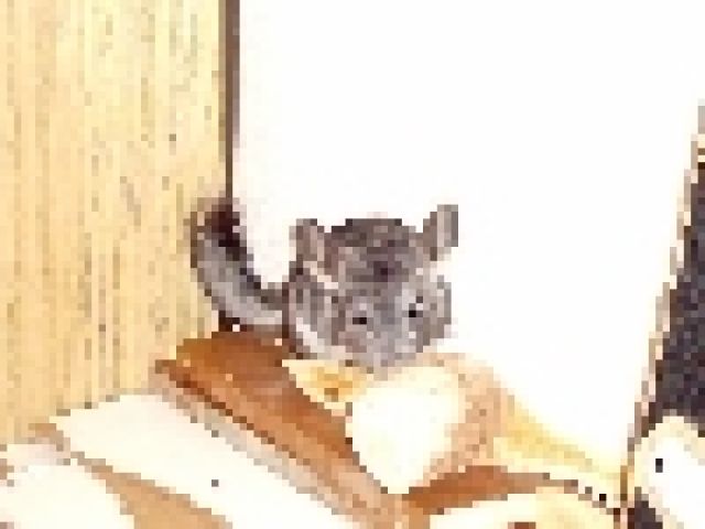 Junges Chinchilla - Böckchen - Sonst Nagetiere - Leipzig / Aachen