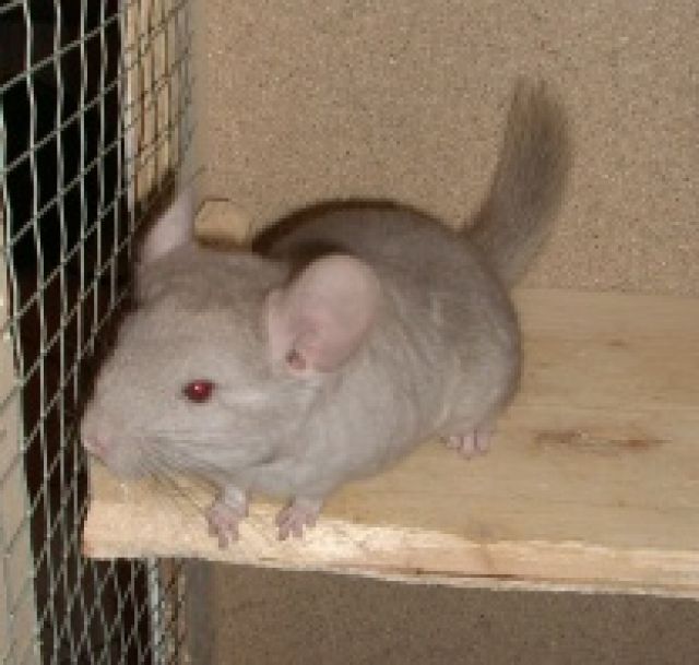 Chinchilla Böckchen beige - Nagetiere Allgemein - Hanau