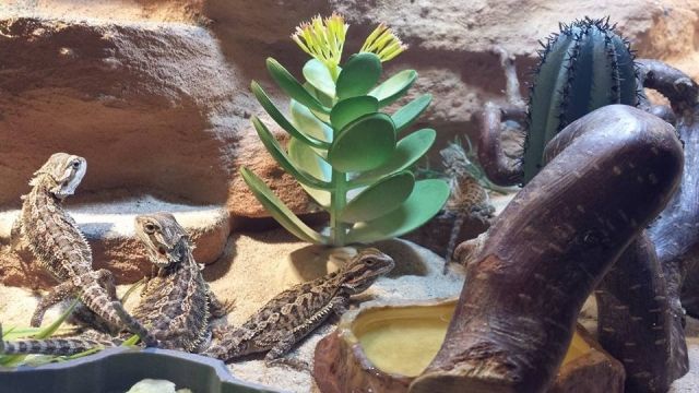 Bartagamen Babys - Reptilien - Welden