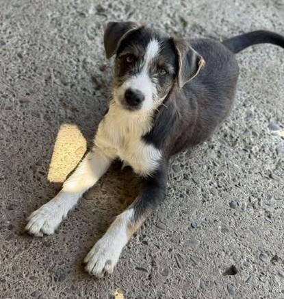 Hundekind Juna - ein munterer Sonnenschein - Hunde - Königsbach-Stein 