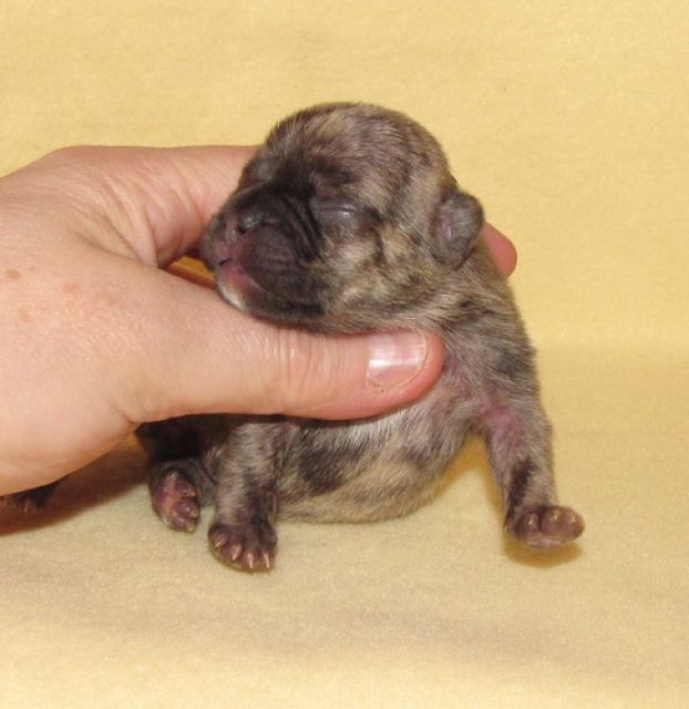 Französische Bulldoggen in REVERSE - Hunde - ulrichstein