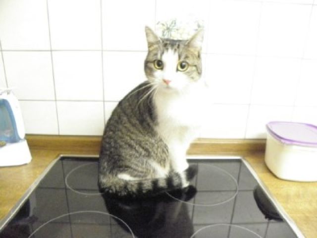 Perser-EKH : - Katzen - Neuerburg