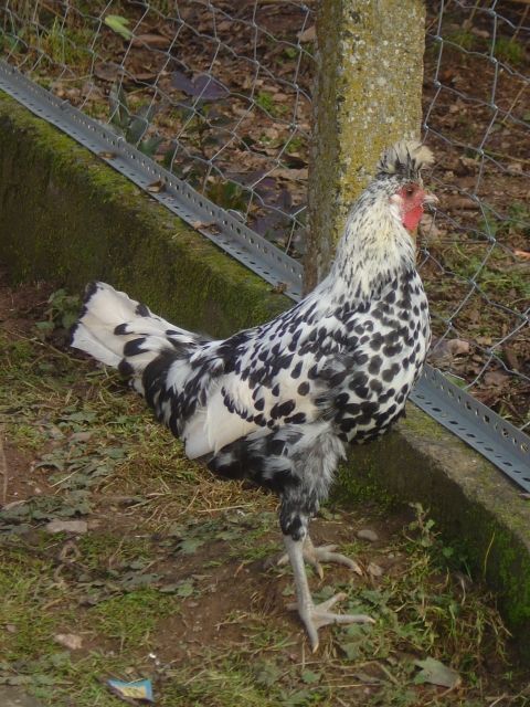 Appenzeller Spitzauben Hahn Abzugeben - Nutztiere - Schmidthachenbach