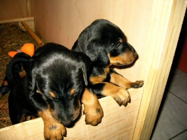 Dobermann Welpen - Hunde - Hünstetten