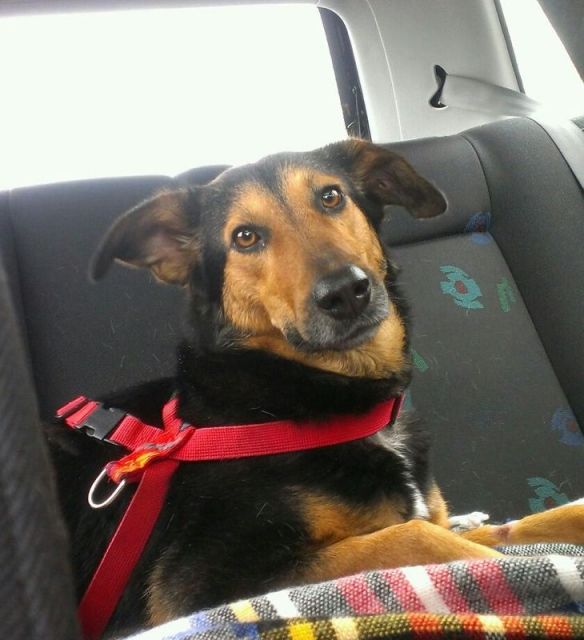 Liebe Schäferhund-Mischlin​gs-Hündin - Hunde - Berg-am-Laim