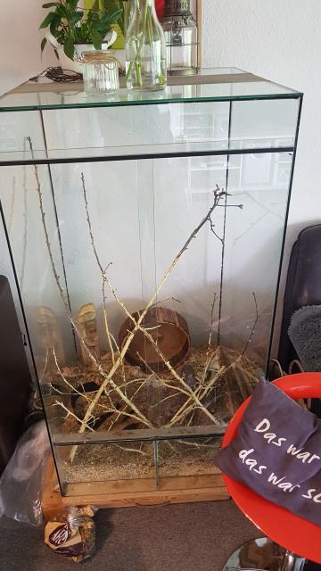 Terrarium zu verkaufen - Terrarien - Schallstadt