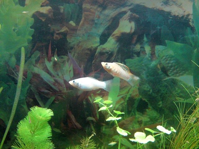 Silbermolly - Poecilia sphenops - Fische - Unna