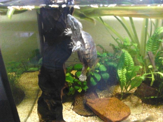 Moschusschildkröte mit Aquarium zu verkaufen - Aquarien und Zubehoer - Krefeld