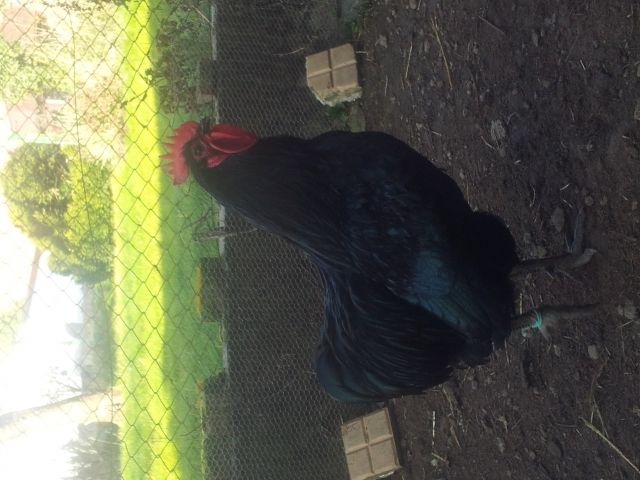 Australorps Hahn - Nutztiere - Hünfelden